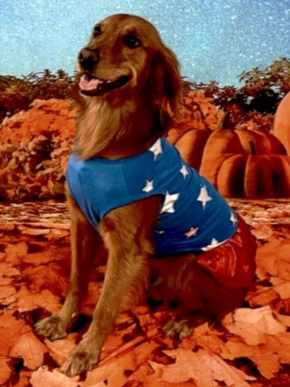 Heart to Tail Superhero Halloween Pet Costume Dress Up Dog Size Large